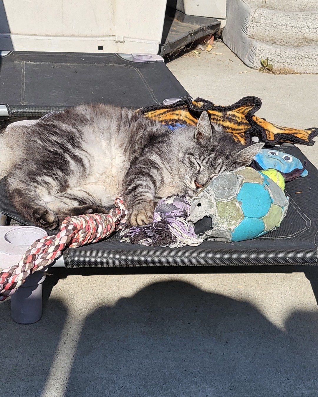 Yeti Freddie. Person, Sleeping, Furniture, Cat, Table, Kitten