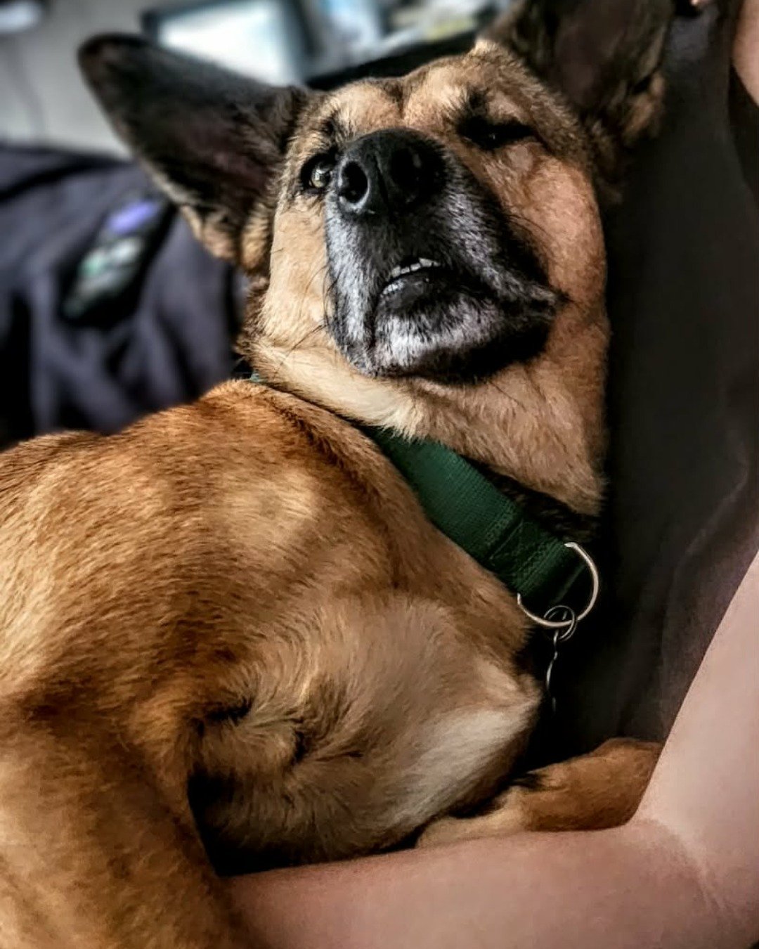 Bulma the mixed breed. Dog, Police Dog