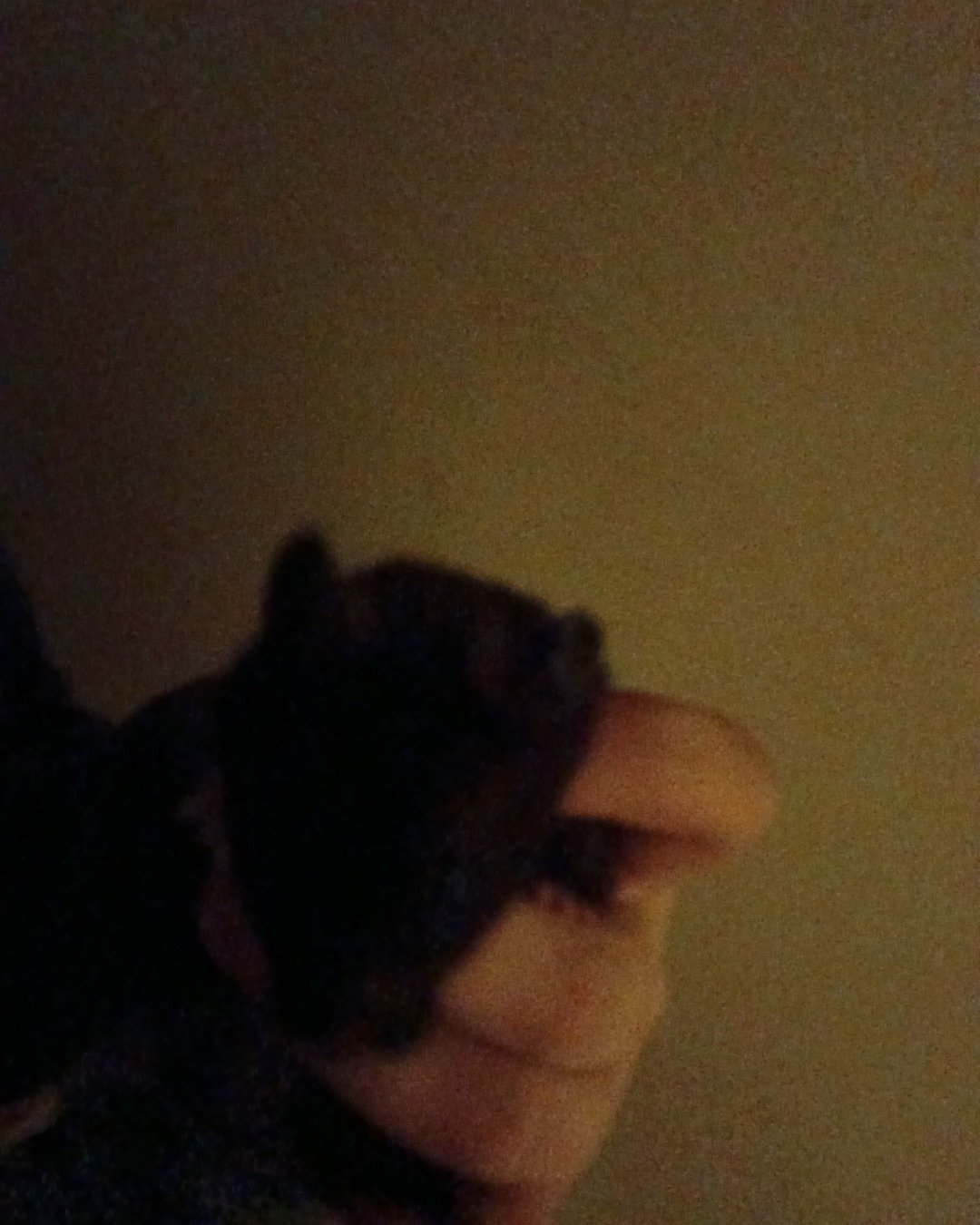dean the black bear hamster. Body Part, Finger, Hand, Person