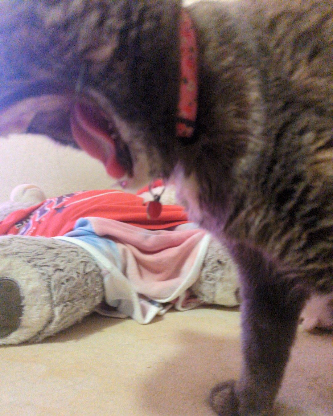 Floofy the kitty the idk. Clothing, Footwear, Shoe, Person, Sleeping, Dog