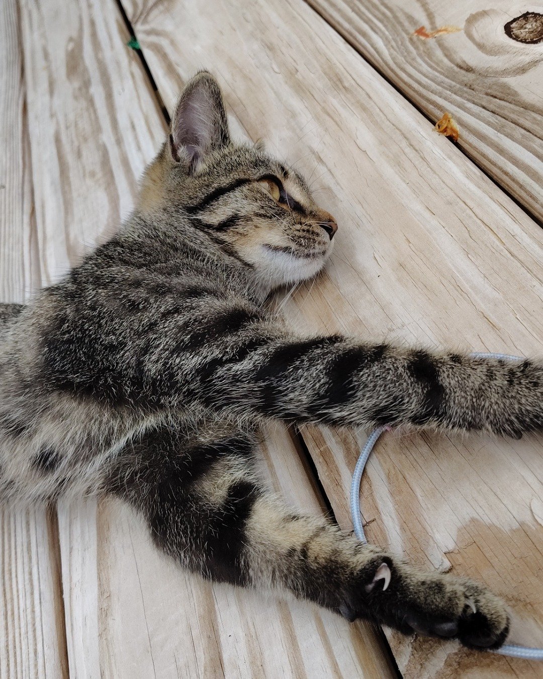 Baby the Shorthair. Wood, Hardwood, Cat, Kitten
