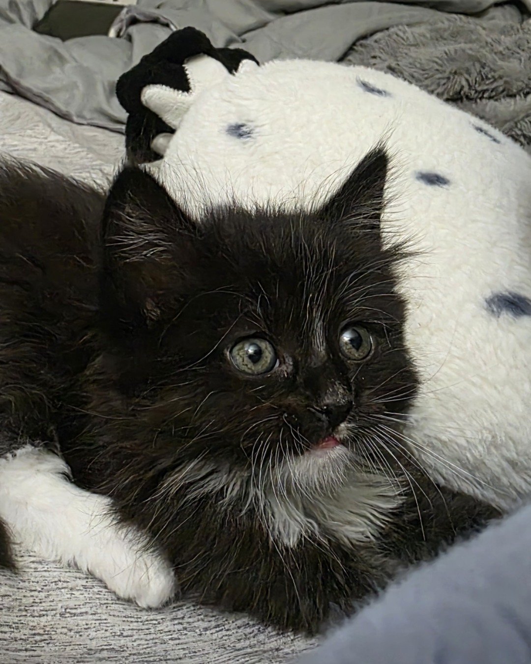 Andy. Cat, Kitten, Blanket
