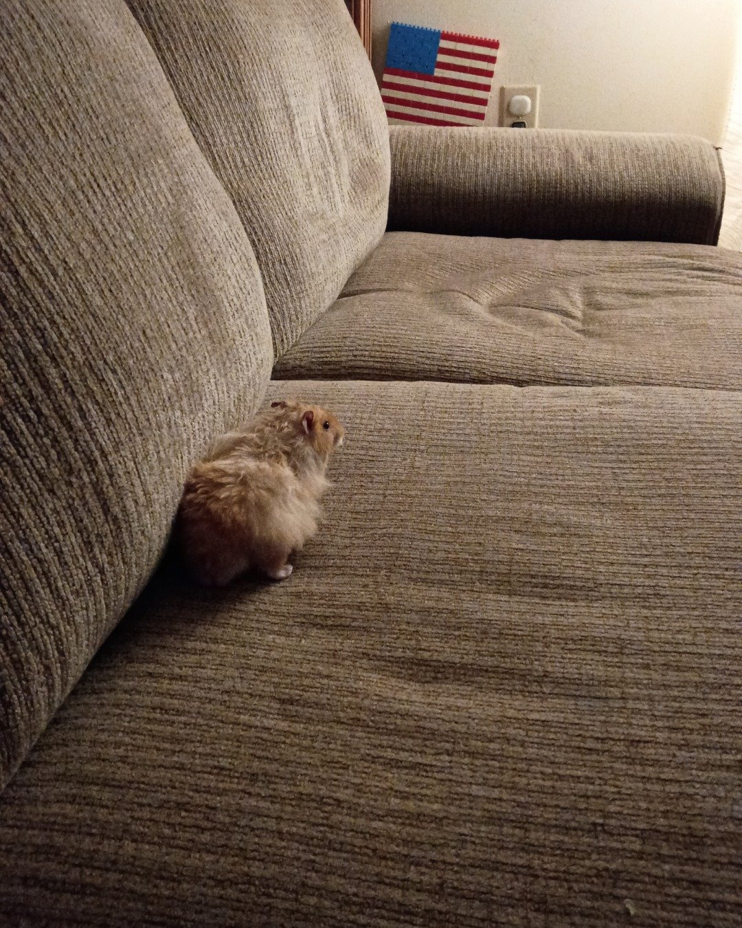 Alex the golden hamster. Couch, Furniture, Home Decor, Dog, Puppy, Cat