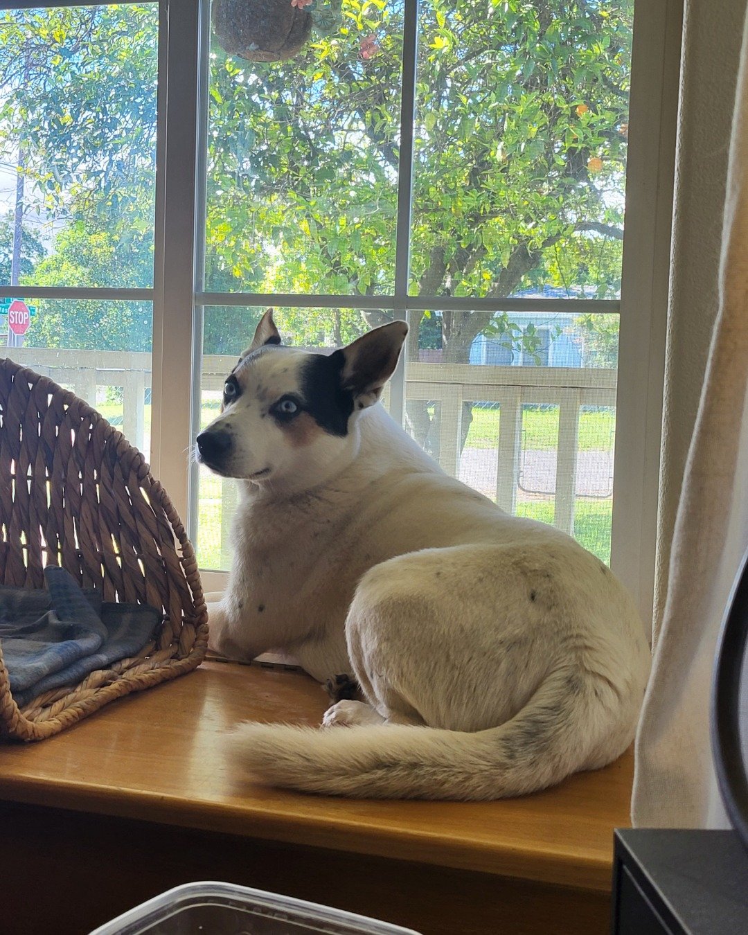 Billy the 1/4 Chihuahua 3/4 Queensland healer. Window, Windowsill, Dog
