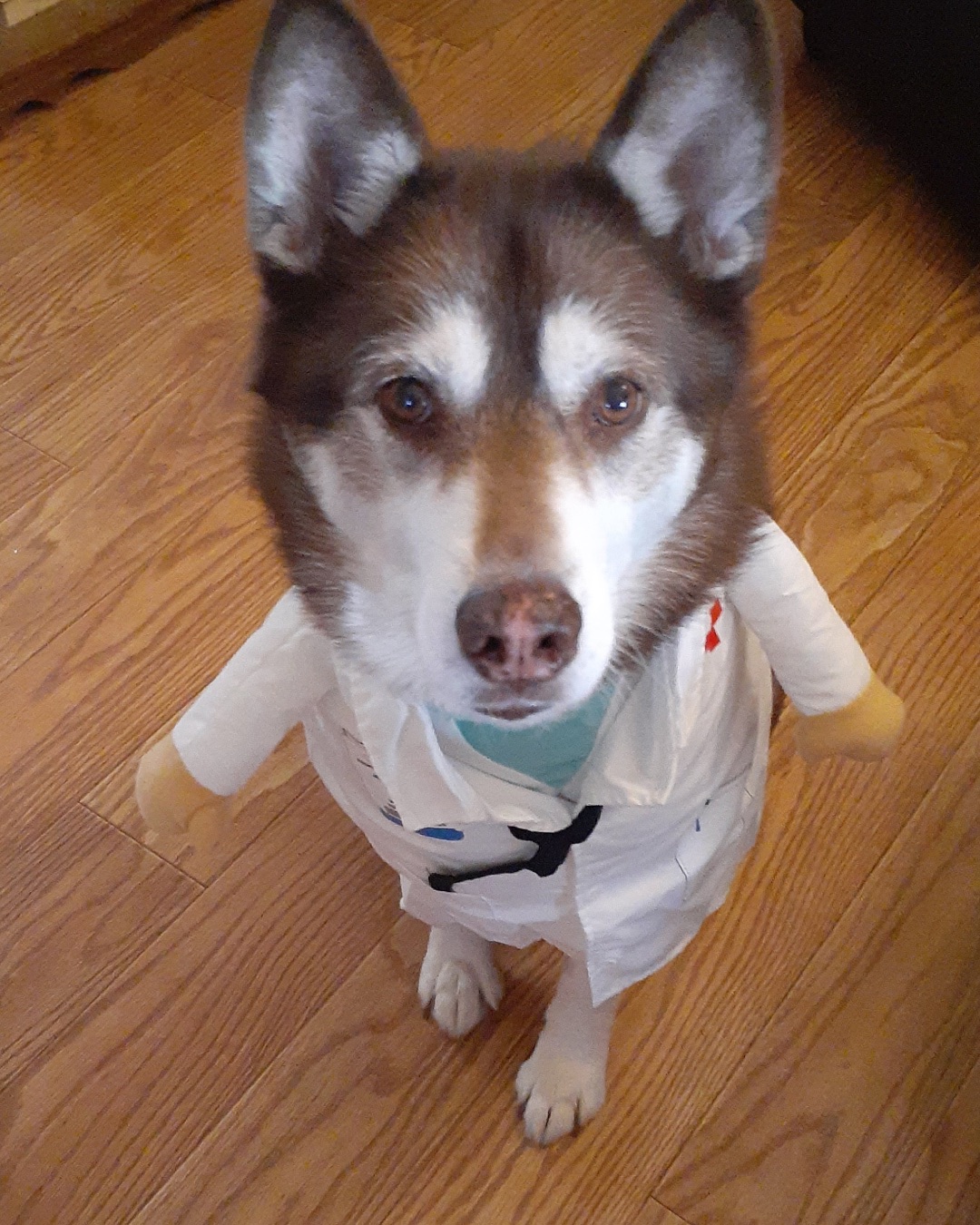 Nala the Siberian Husky
