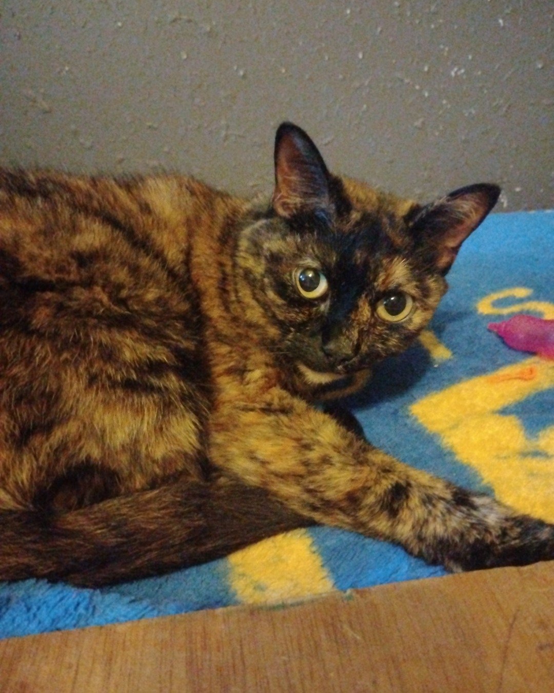 Layla. Cat