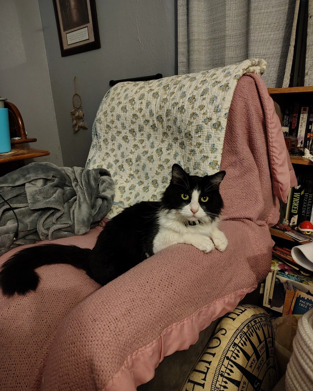Day the Tuxedo. Couch, Furniture, Architecture, Building, Indoors, Living Room