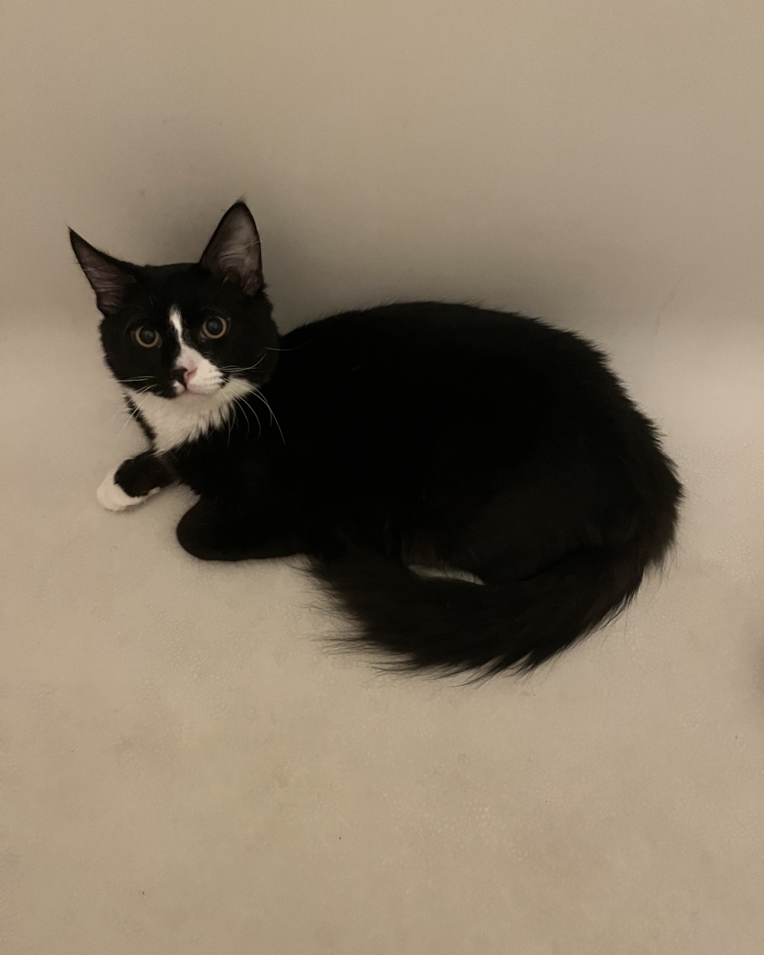 Oliver Bean. Cat, Black Cat