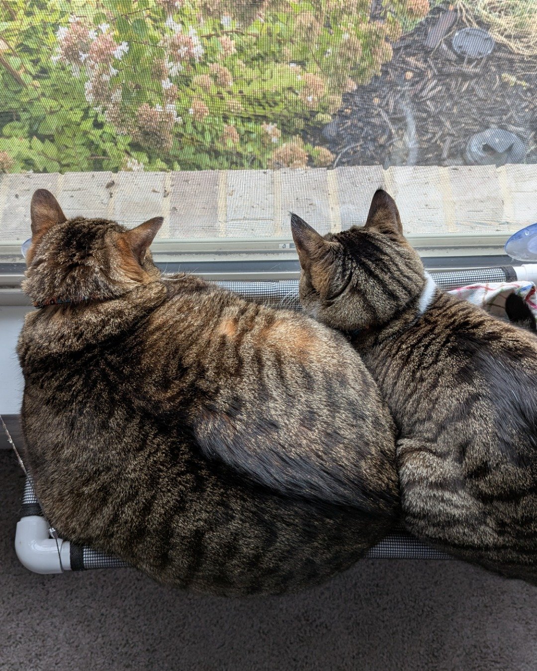 Kima & Cheddar Biscuit the Tabby Cats. Cat, Manx, Plant, Potted Plant, Rock