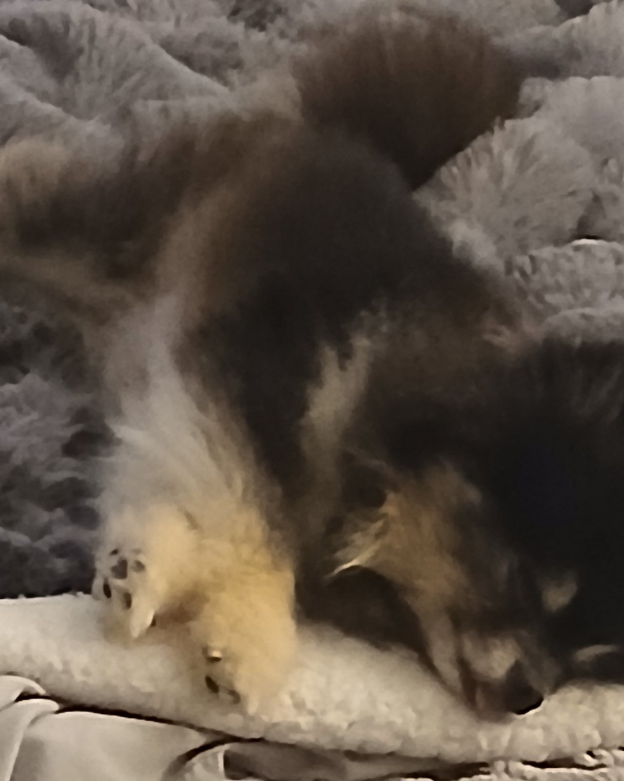 Millina Belle (Millie) the Pomeranian. Dog, Puppy, Bear