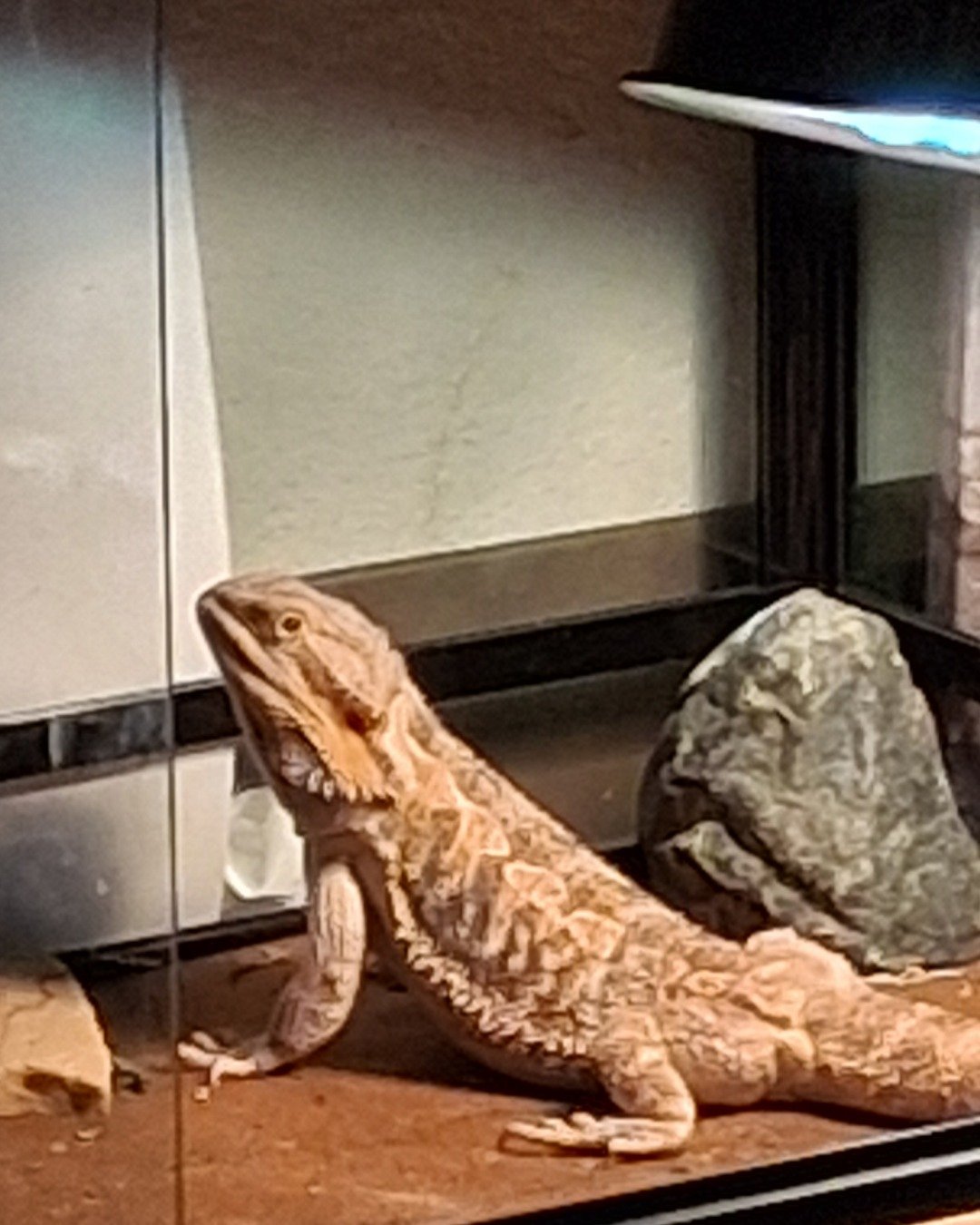 Aldawien "Al" for short. the Bearded Dragon. Lizard, Reptile, Iguana, Gecko