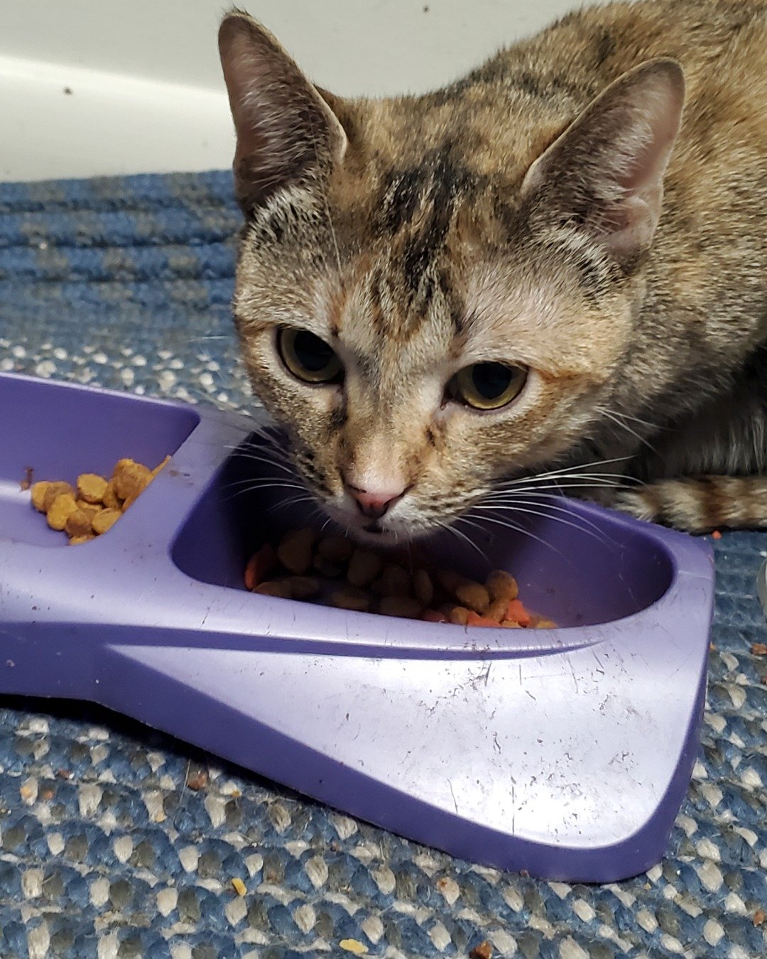 Dodge the cat. Abyssinian, Cat, Kitten