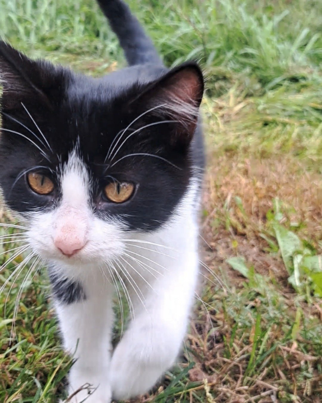 Bramble. Grass, Plant, Cat, Kitten