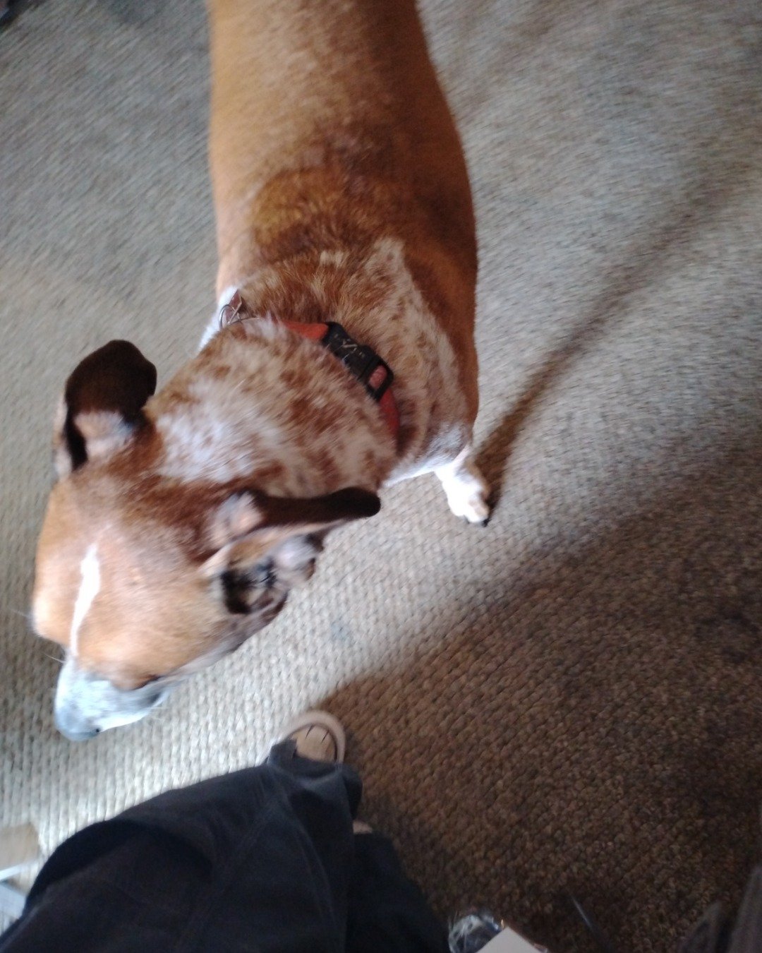 Turbo the Red heeler. Accessories, Strap, Dog, Puppy, Hound, Person