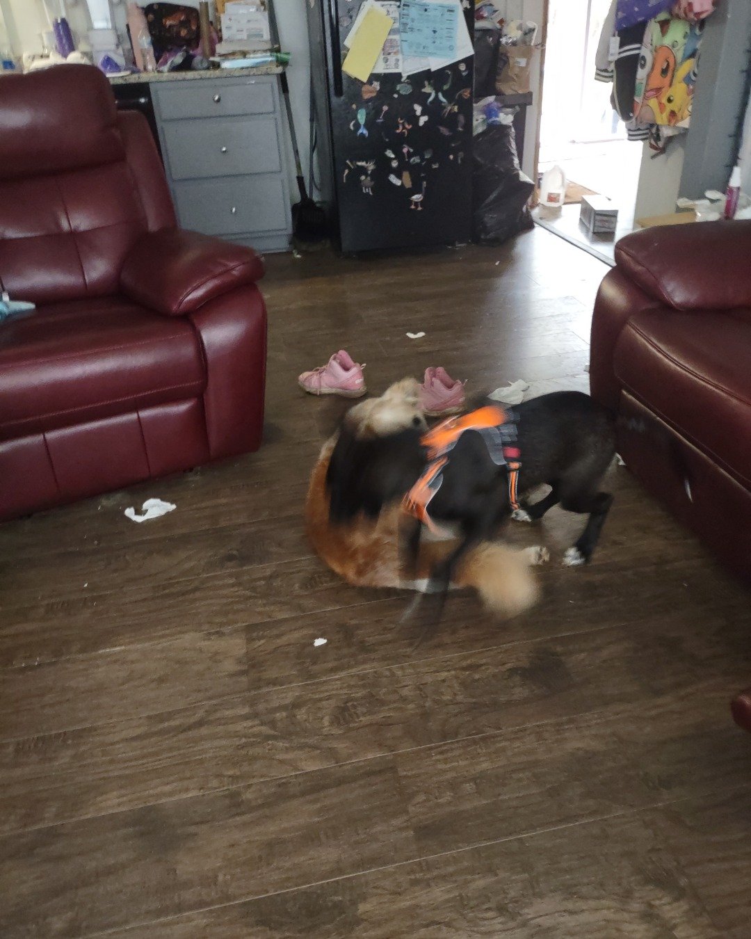 Onyx the German Shepard Boarder Collie Mix. Couch, Furniture, Architecture, Building, Indoors, Living Room