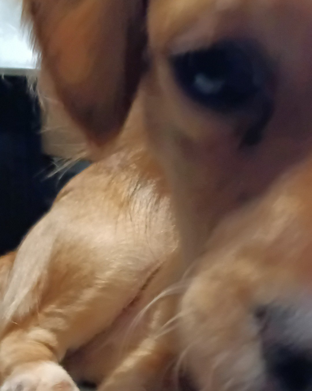 Yuri the PugZu. Dog, Puppy, Golden Retriever, Person