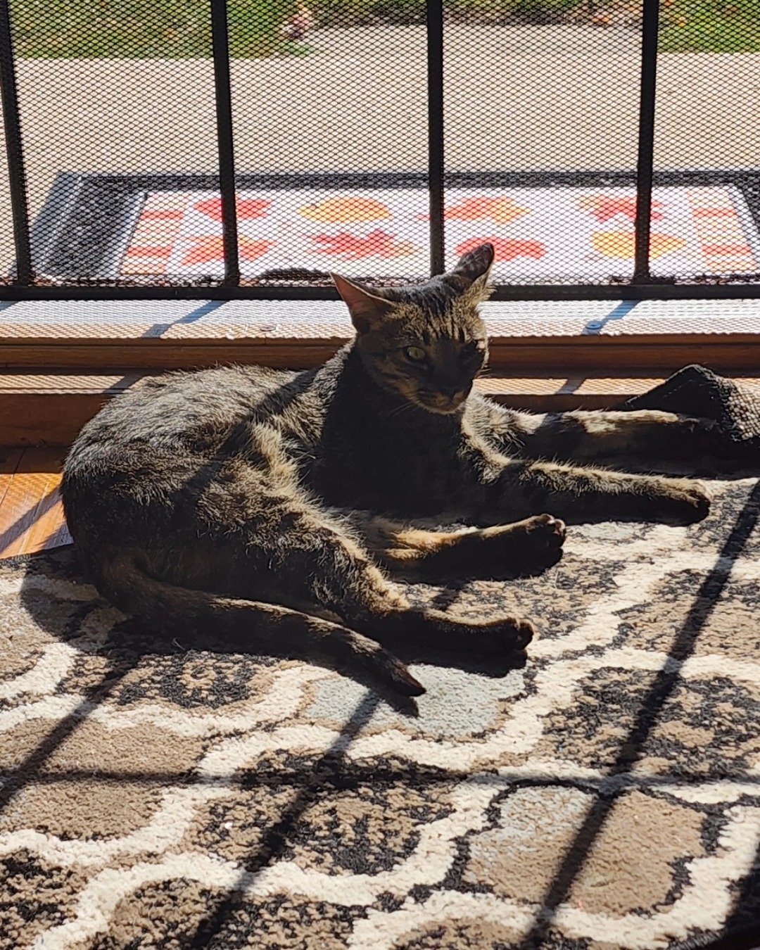 Mona the Savannah. Home Decor, Rug, Cat