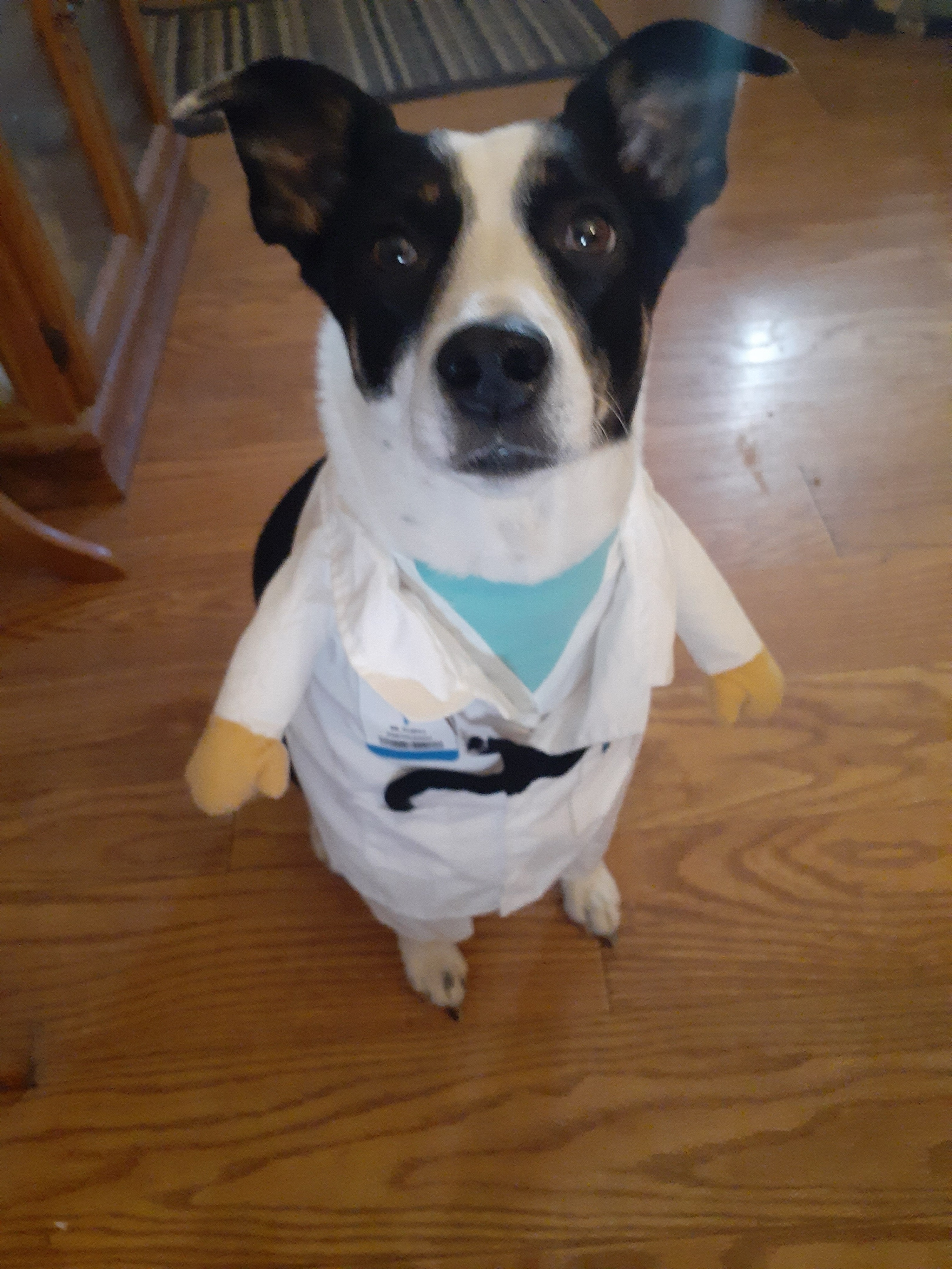 Midi the Aussie/ Blue Heeler