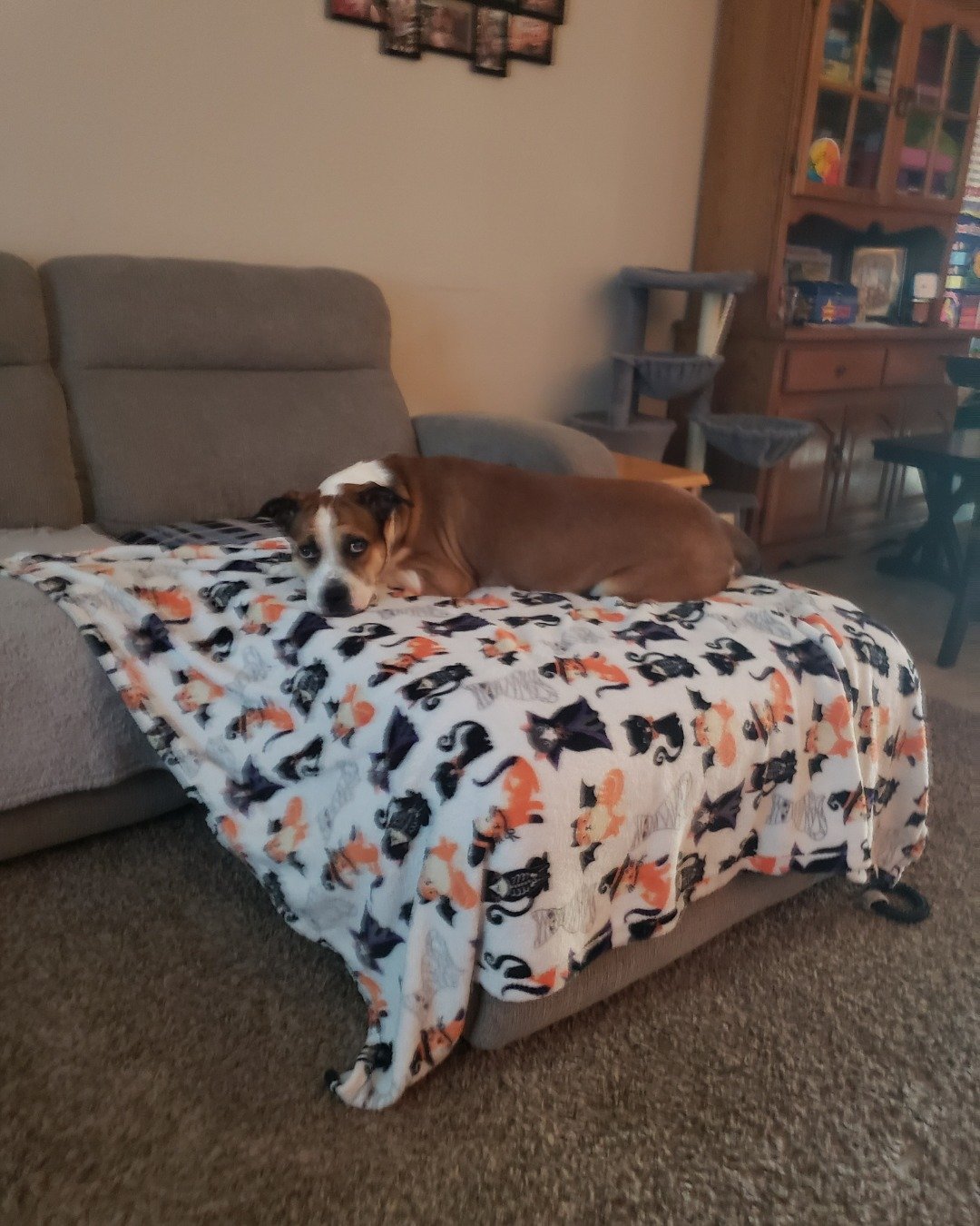Mando. Blanket, Dog