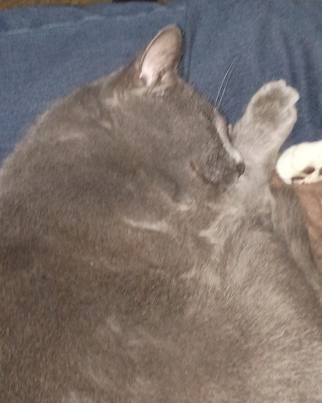 Fizzy the taby. Cat