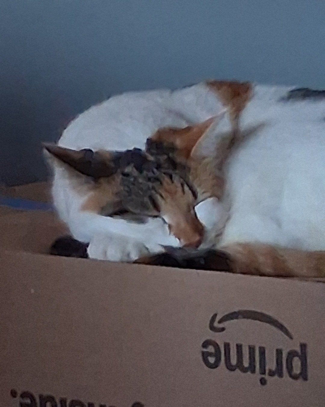 Callie the Calico maincoon. Box, Dog, Cat