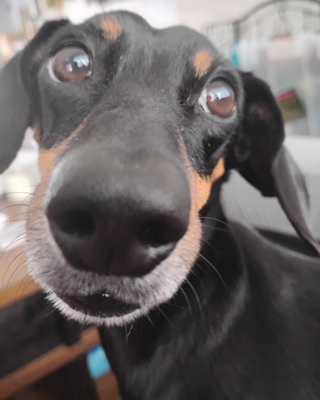 ralphie the wiener dog. Snout, Dog, Hound, Puppy