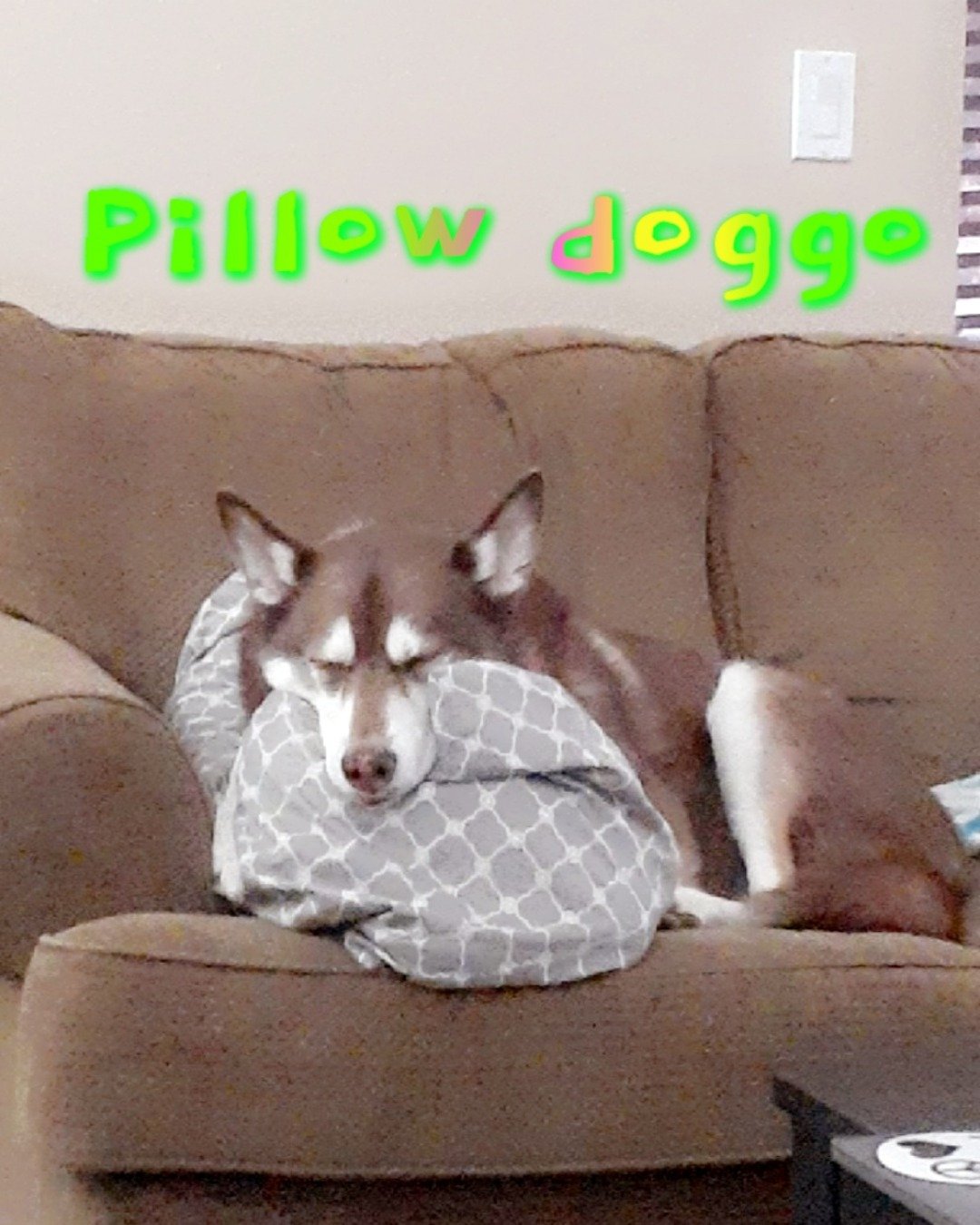 Nala the Siberian Husky. Dog, Husky, Couch, Furniture, Cushion, Home Decor