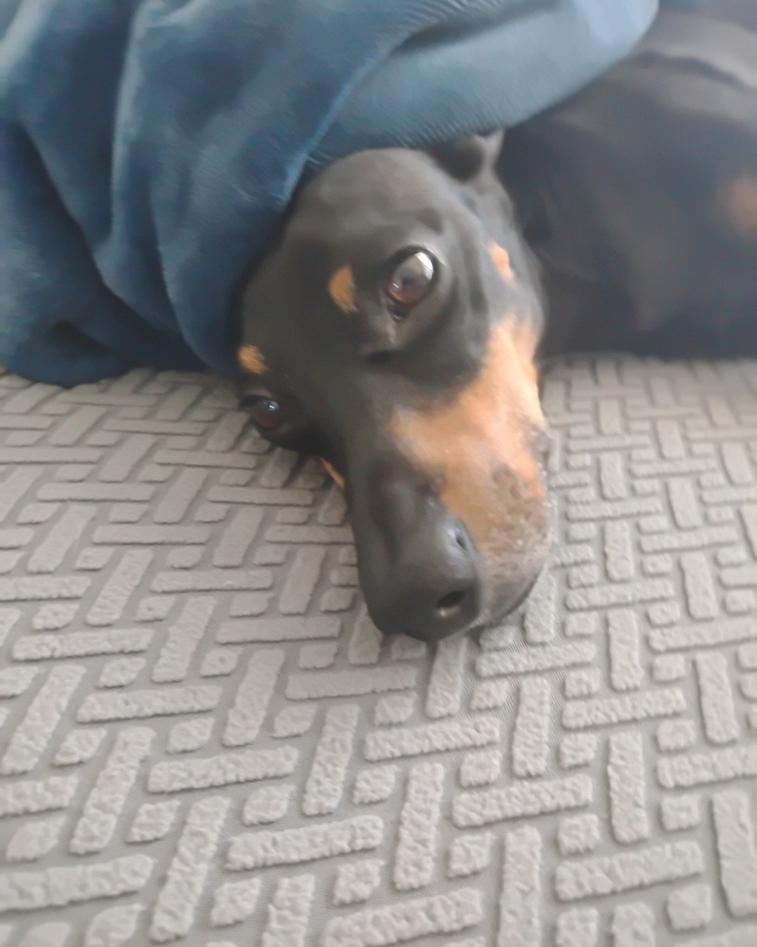 ralphie the wiener dog. Dog, Puppy, Hound, Pig, Blanket