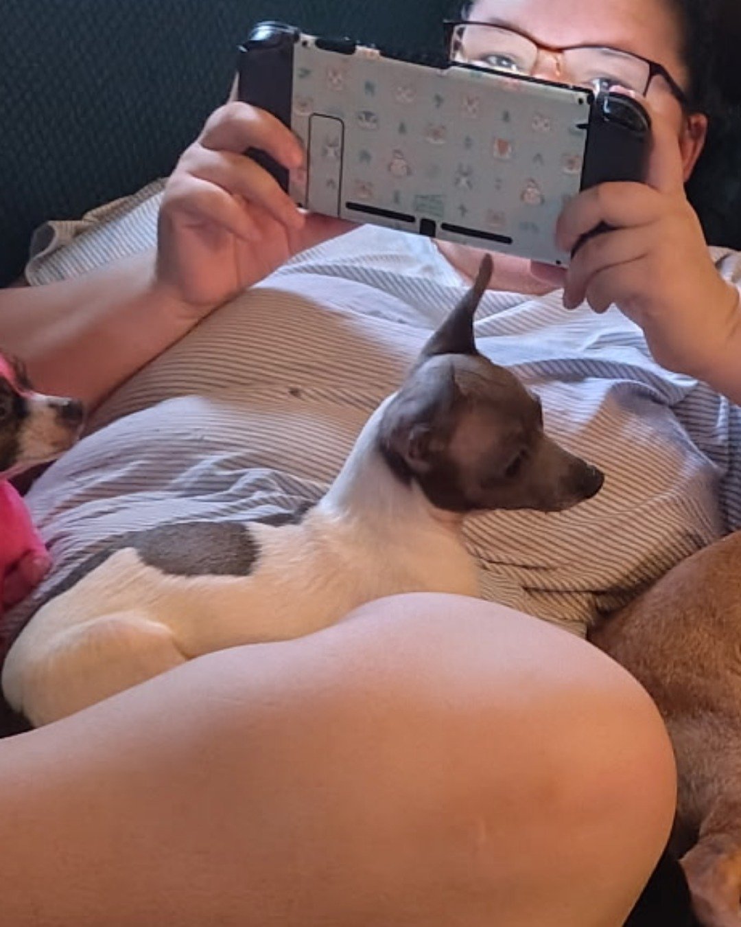 Charlie the chiweenie puppy. Dog, Electronics, Mobile Phone, Phone, Person
