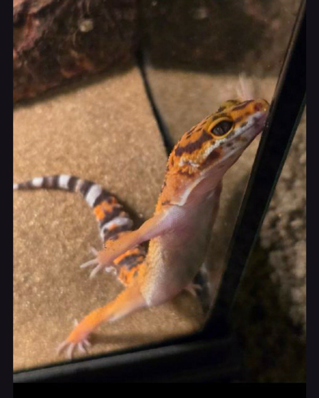 Chompers the leopard gecko. Gecko, Lizard, Reptile, Anole