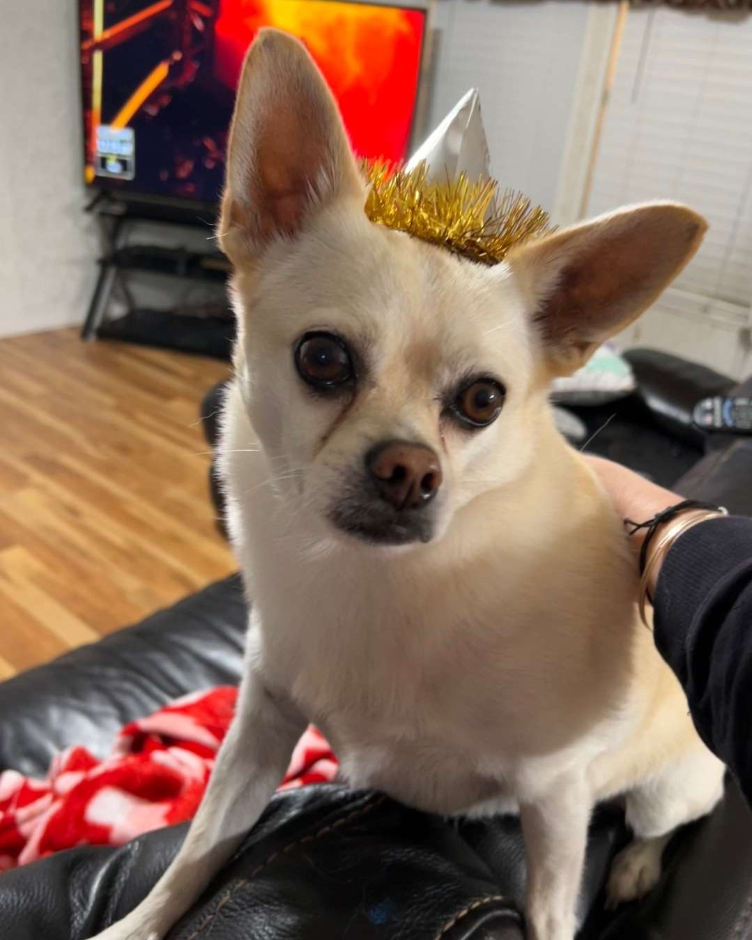 Oscar the Chihuahua/Pom. Dog, Chihuahua