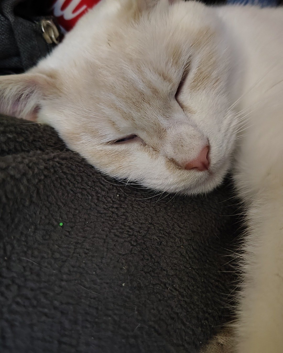 Mr Bing Bing! the fire cat. Cat, Kitten, Person, Sleeping