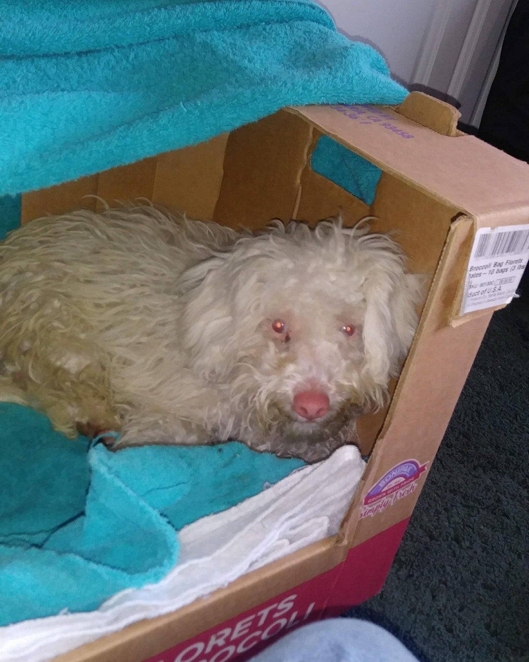 Ollie the Moltese/ miniature poodle. Box, Dog, Puppy