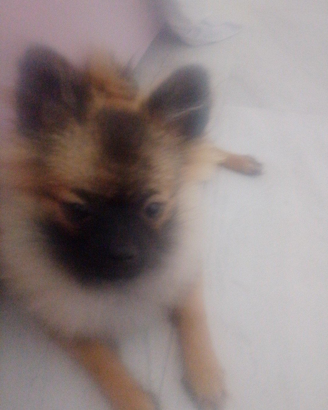 Valentino the pomeriana. Dog, Puppy