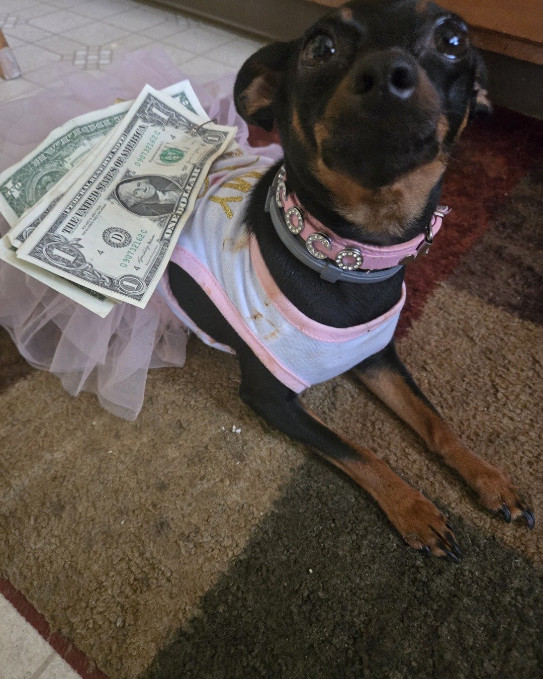 Coco Chanel the Min Pin/  Chiwawa. Dog, Person, Money