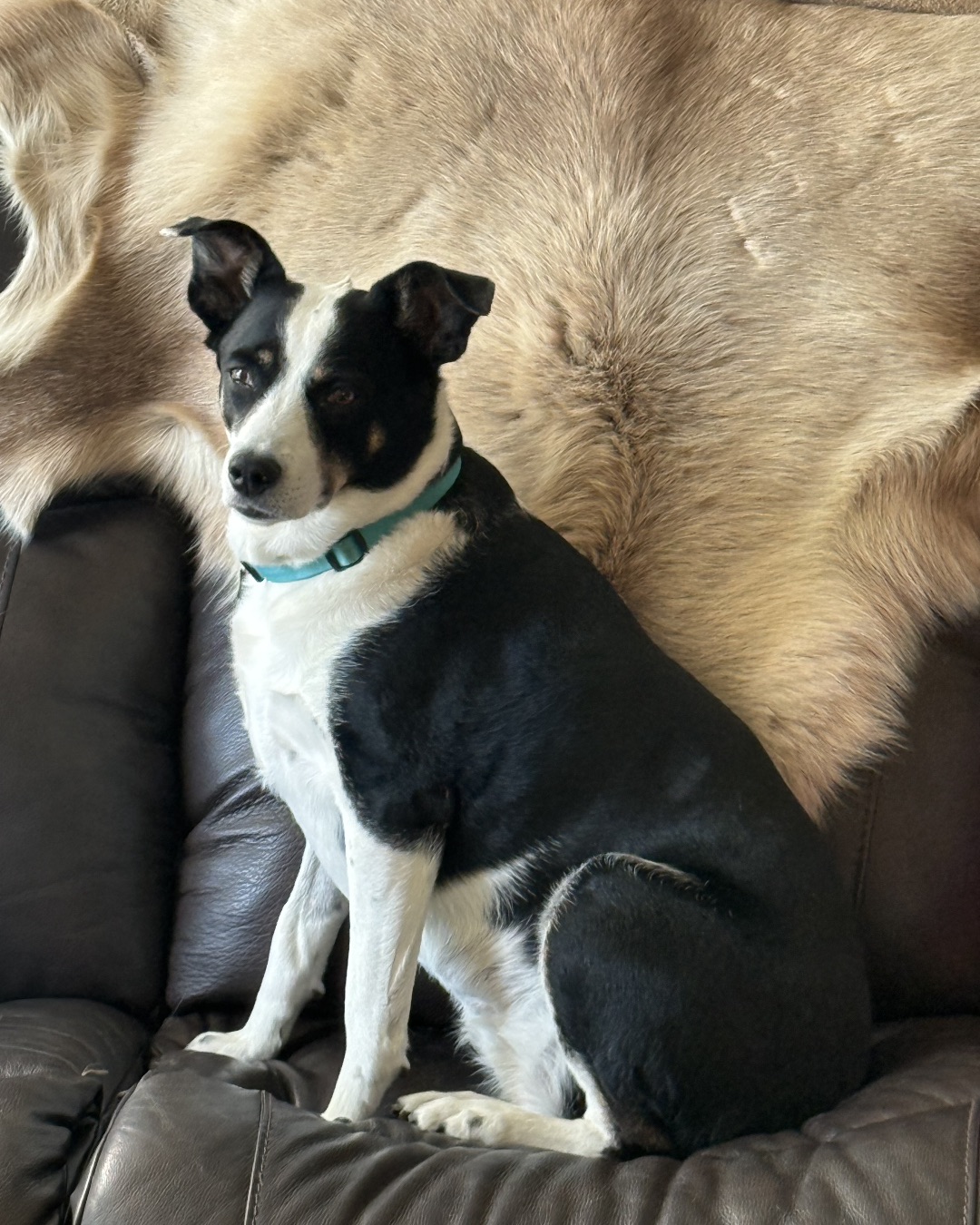 Midi — Couch, Furniture, Dog, Husky, Puppy