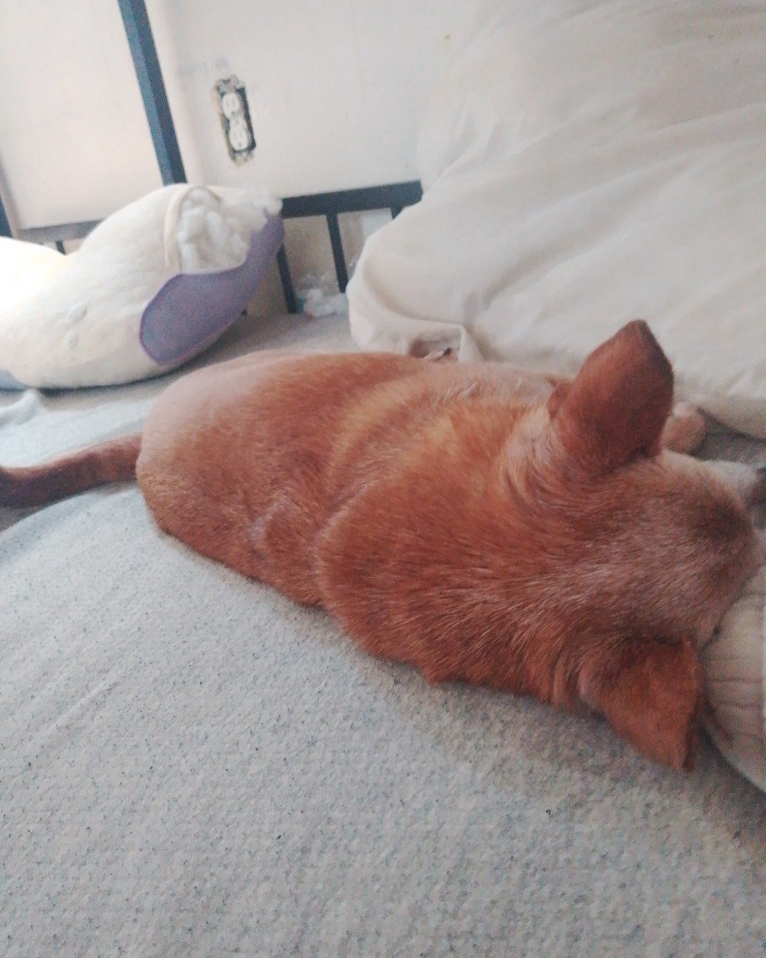 Taco the Chihuahua. Person, Sleeping, Cushion, Home Decor, Couch, Furniture