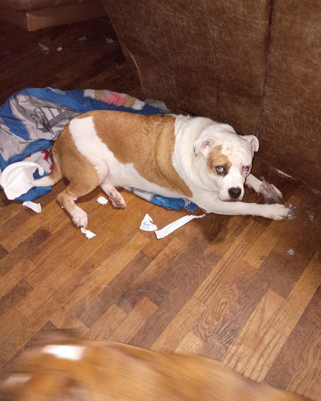 Max the Jack Russel/Pit. Wood, Floor, Flooring, Hardwood, Dog, Indoors