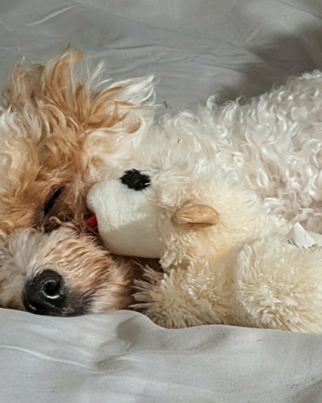 Honey Bun the Bichpoo. Dog, Puppy