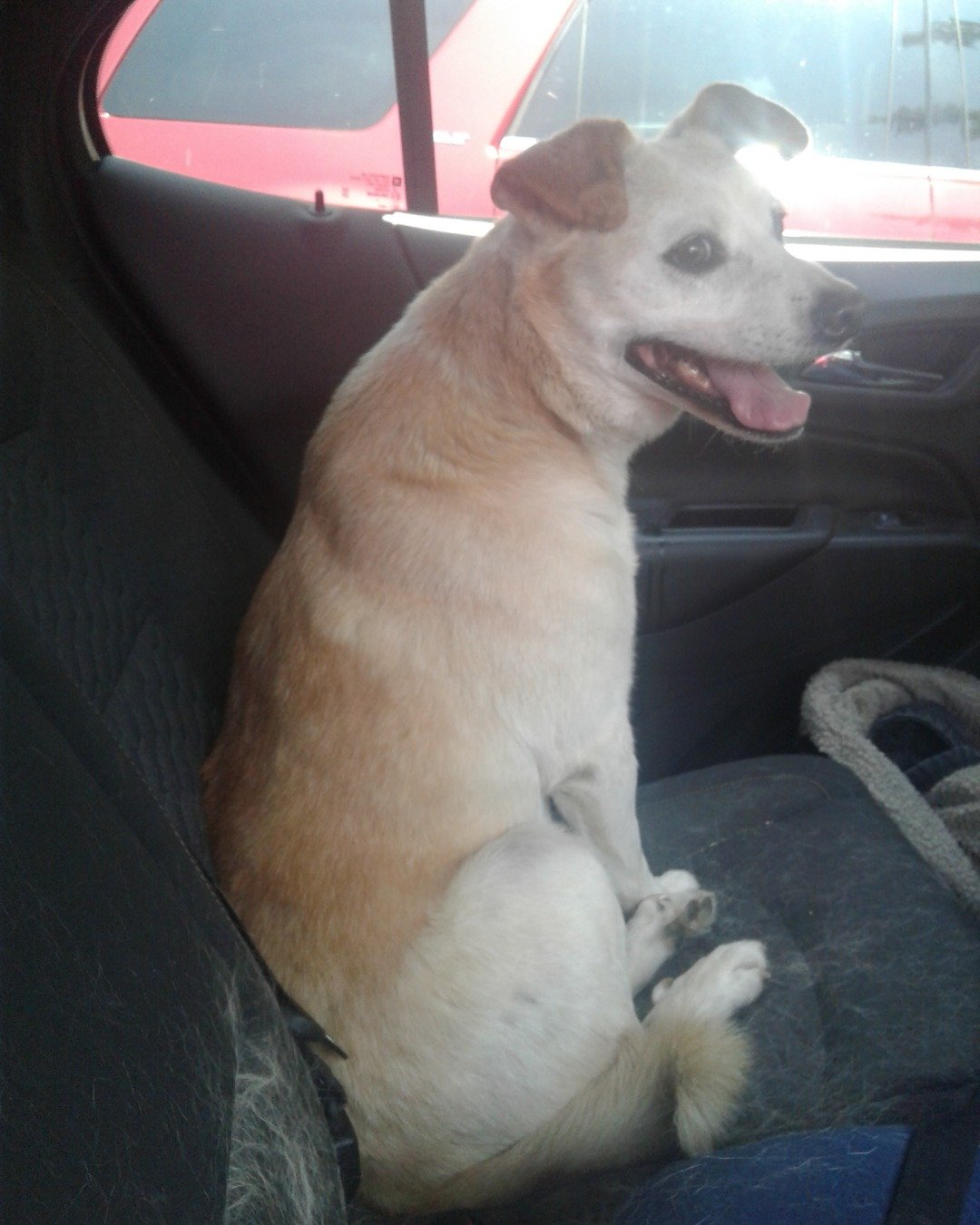 butterscotch the mutt. Dog, Husky, Puppy, Hound, Accessories, Strap