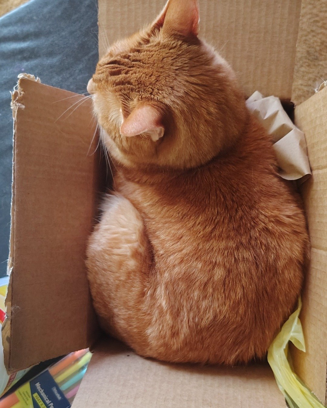 Harry the Ginger. Box, Cat