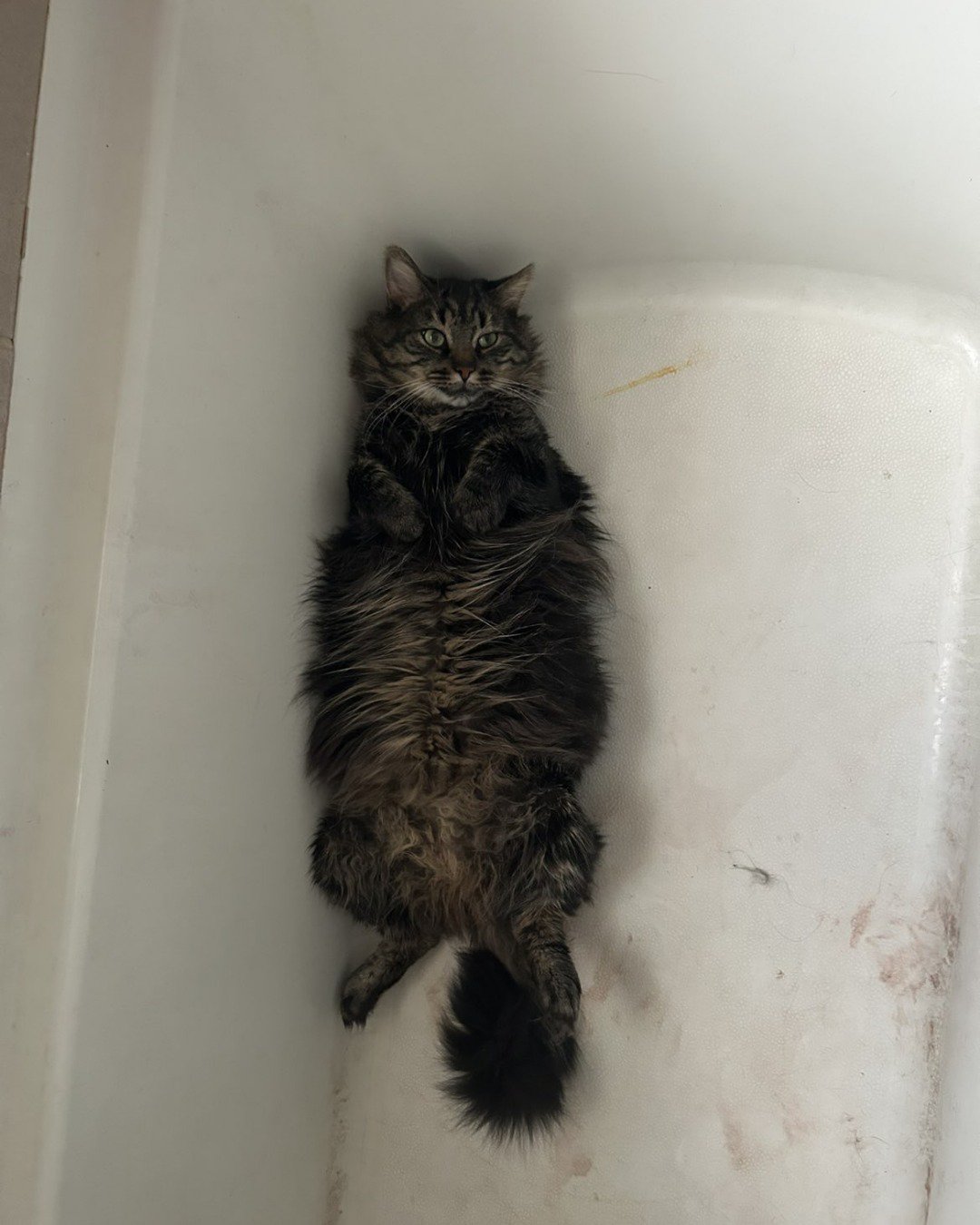 Bartholomew the first the Main coon. Bathing, Bathtub, Person, Tub, Cat