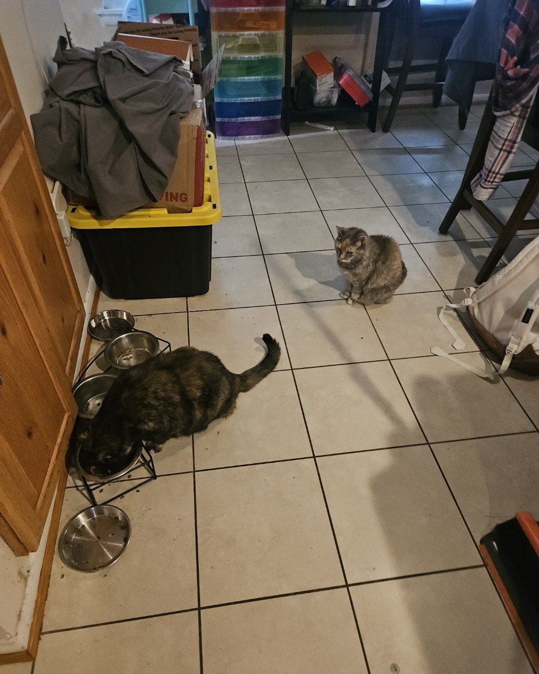 Saorsire the idk. Floor, Flooring, Cat, Indoors, Interior Design, Adult