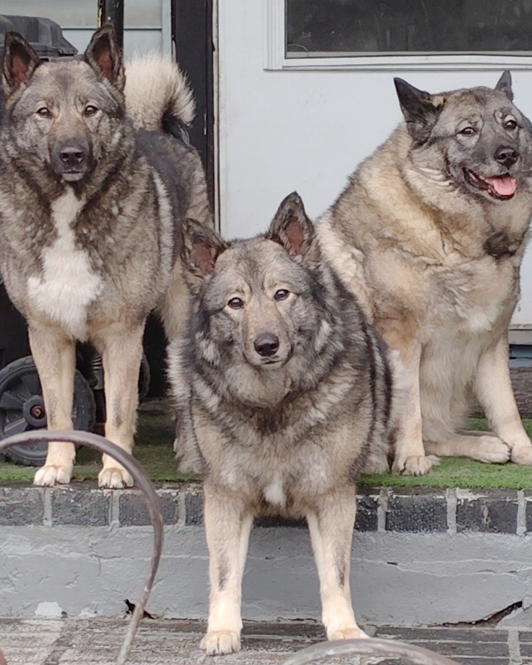 The Girls the Norwegian Elkhound. Dog, Husky, Machine, Wheel, Wolf