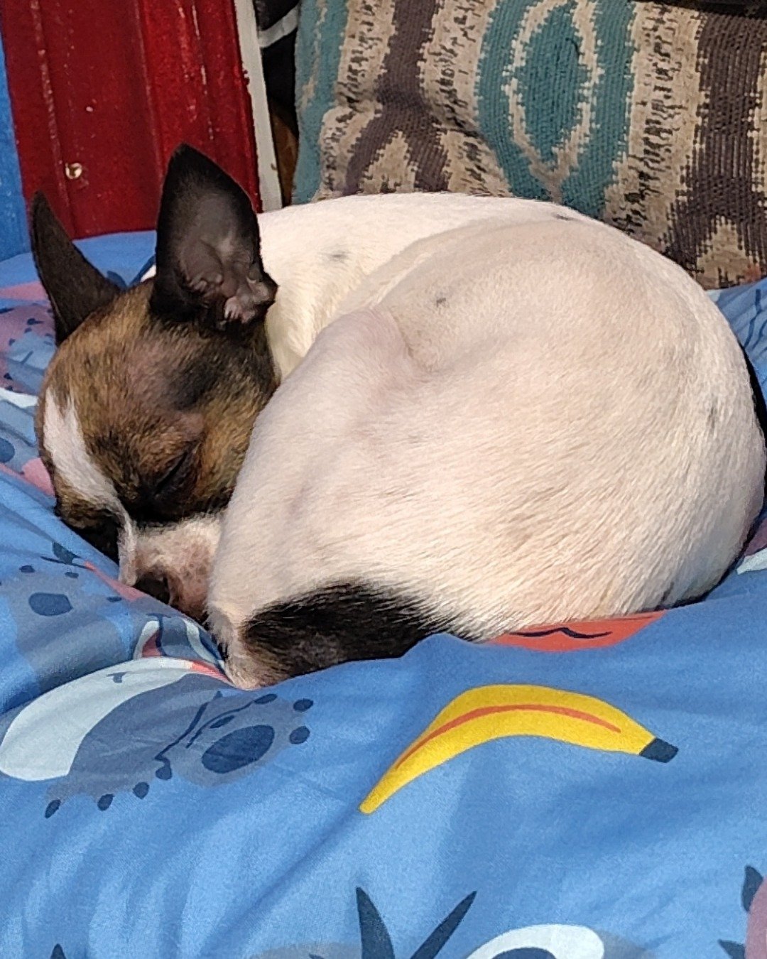 moo moo the female Chihuahua. Dog, Bulldog, Puppy, Furniture