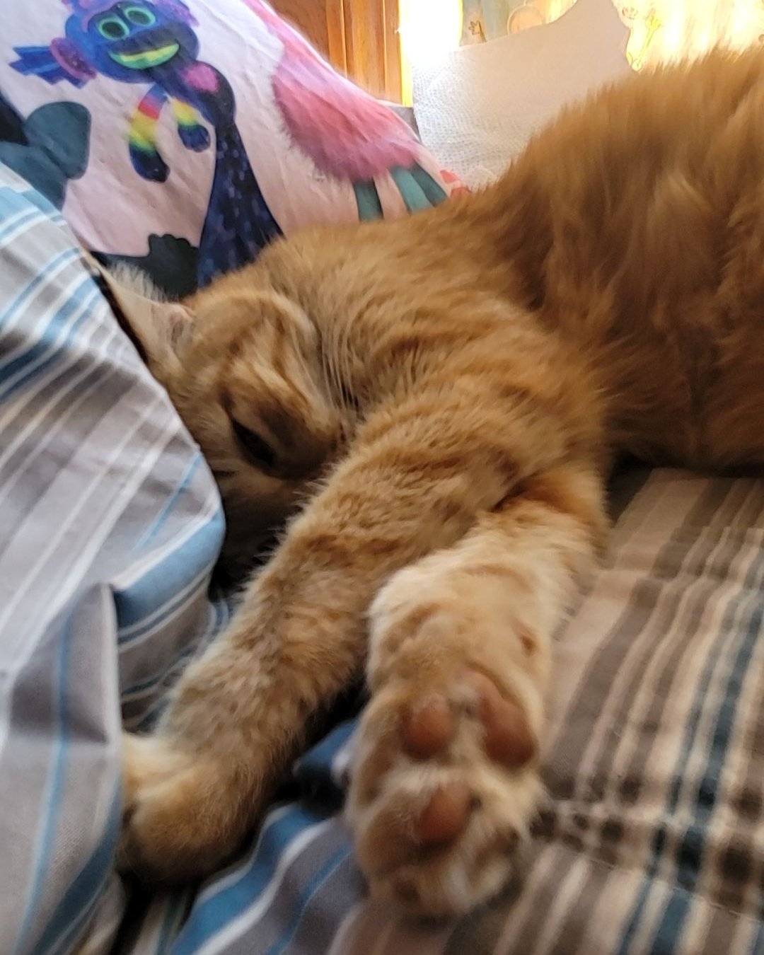 ducky the orange. Person, Sleeping, Cushion, Home Decor, Couch, Furniture