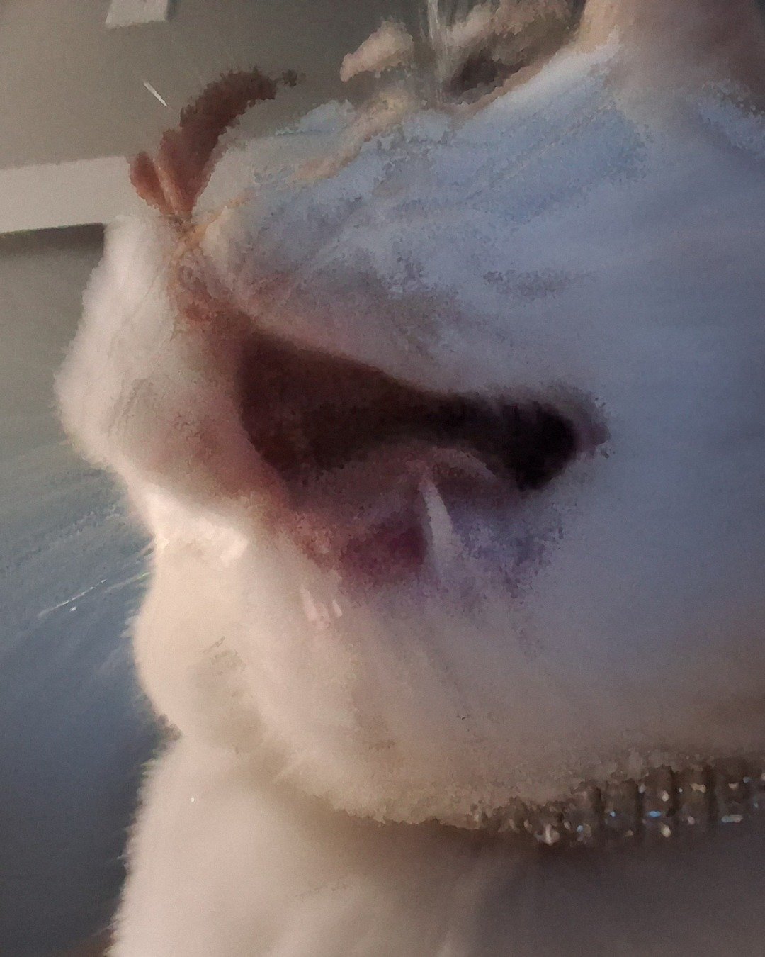 Callie the Calico maincoon. Beak, Bird, Person, Accessories, Dog, White Dog
