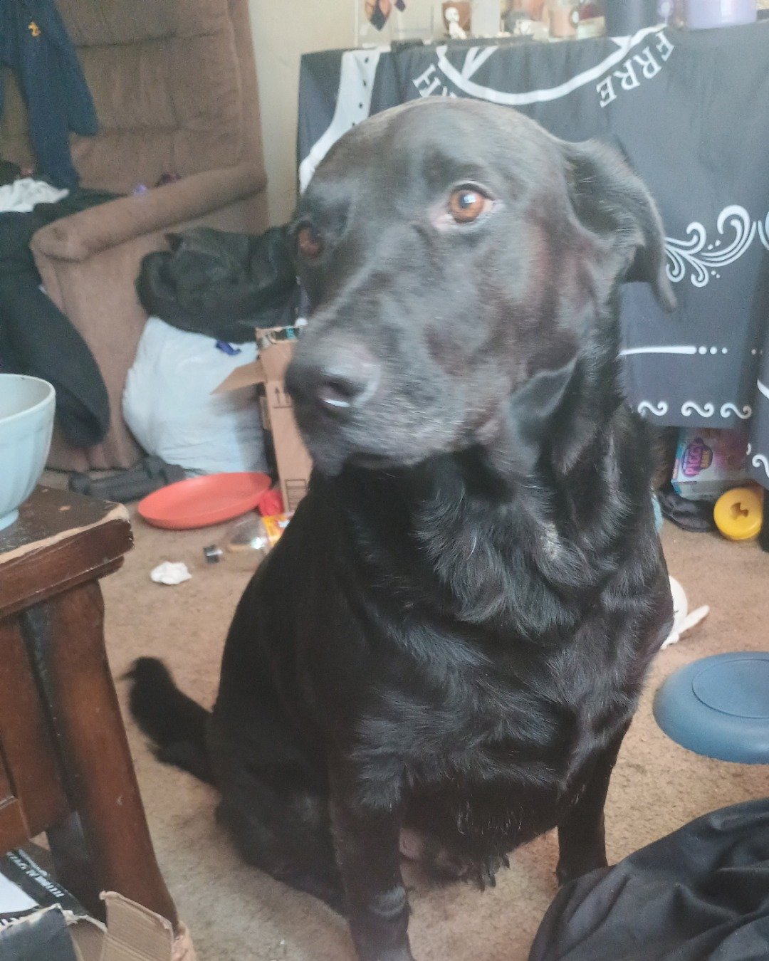 Titan the black Lab German Shepherd mix. Dog, Labrador Retriever, Couch, Furniture
