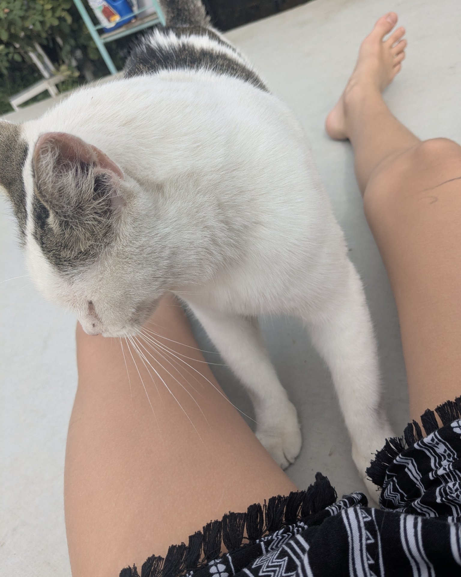Merlin the ragdoll. Barefoot, Person, Ankle, Body Part, Cat