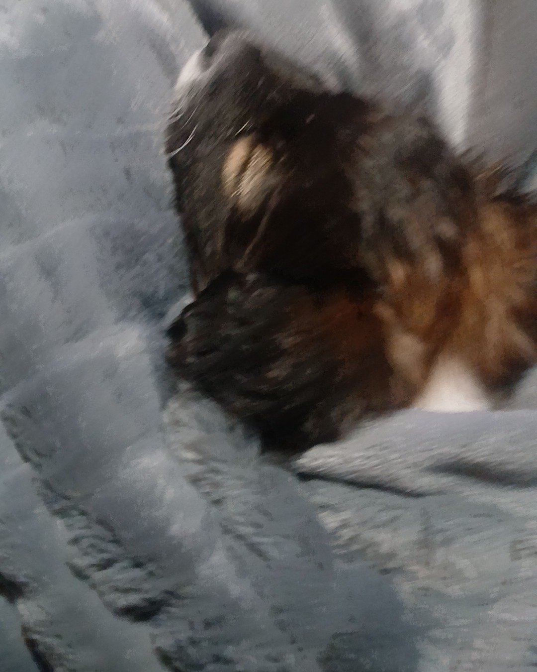Lucy the mutt. Person, Sleeping, Cat, Kitten, Dog, Puppy